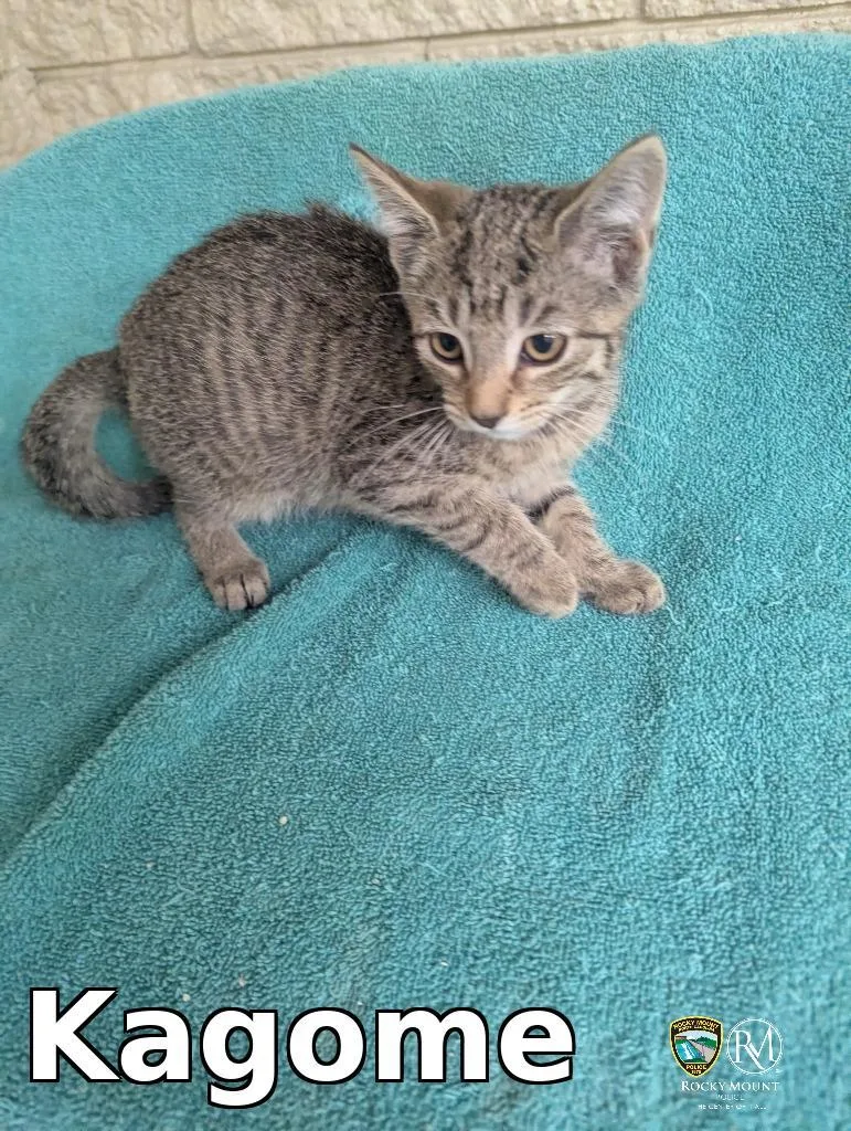 A baby medium-sized female Domestic Short Hair cat named Kagome for adoption in Rocky Mount, NC