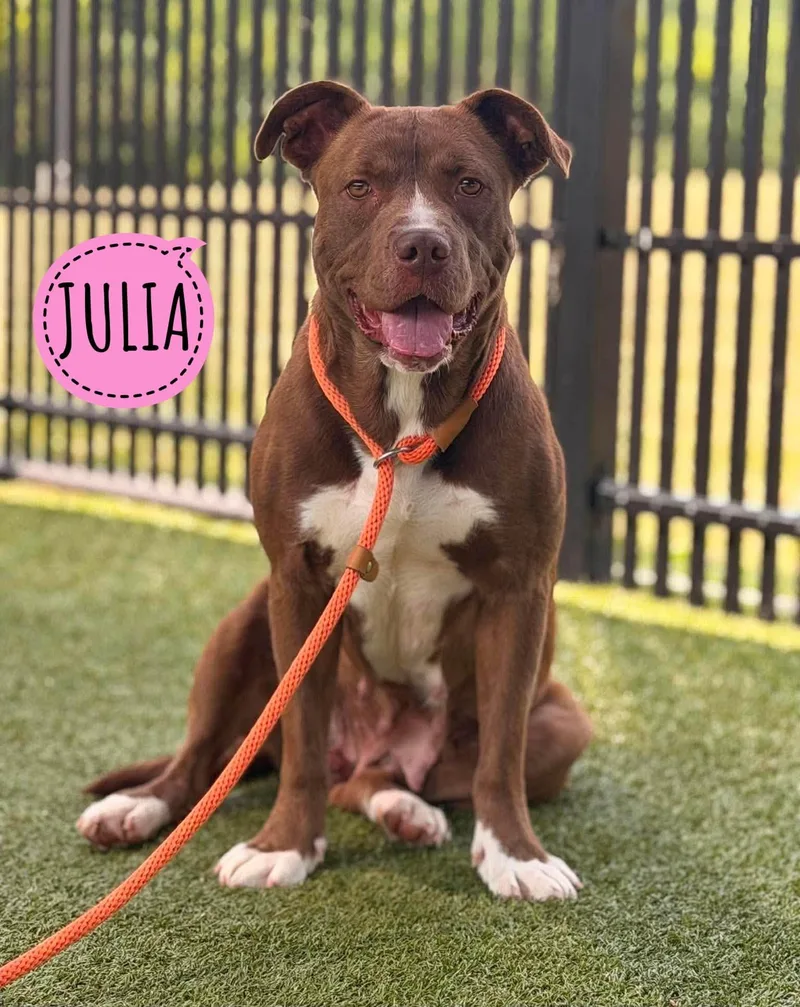 A young large-sized female Red / Chestnut / Orange Mixed Breed dog named Julia for adoption in Flint, MI