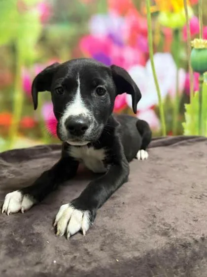 A baby large-sized female Border Collie dog named Dolly for adoption in Morton Grove, IL