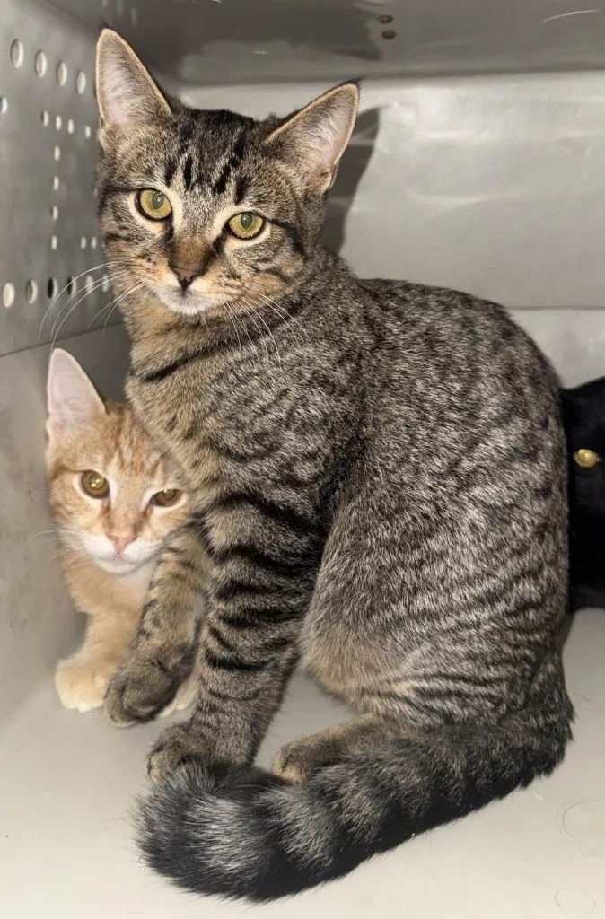 A baby small-sized male Domestic Short Hair cat named Edam for adoption in Lemoore, CA