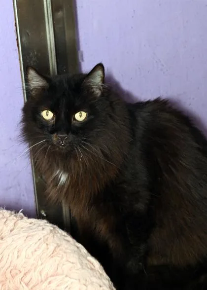 Finn