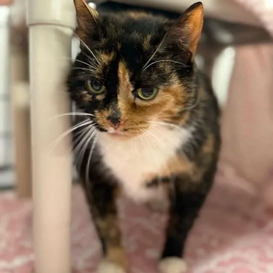 A senior large-sized female Tortoiseshell cat named Cocoa for adoption in East Amherst, NY
