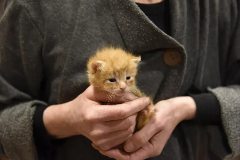 A baby medium-sized male Orange / Red Domestic Short Hair cat named Fez for adoption in Walled Lake, MI