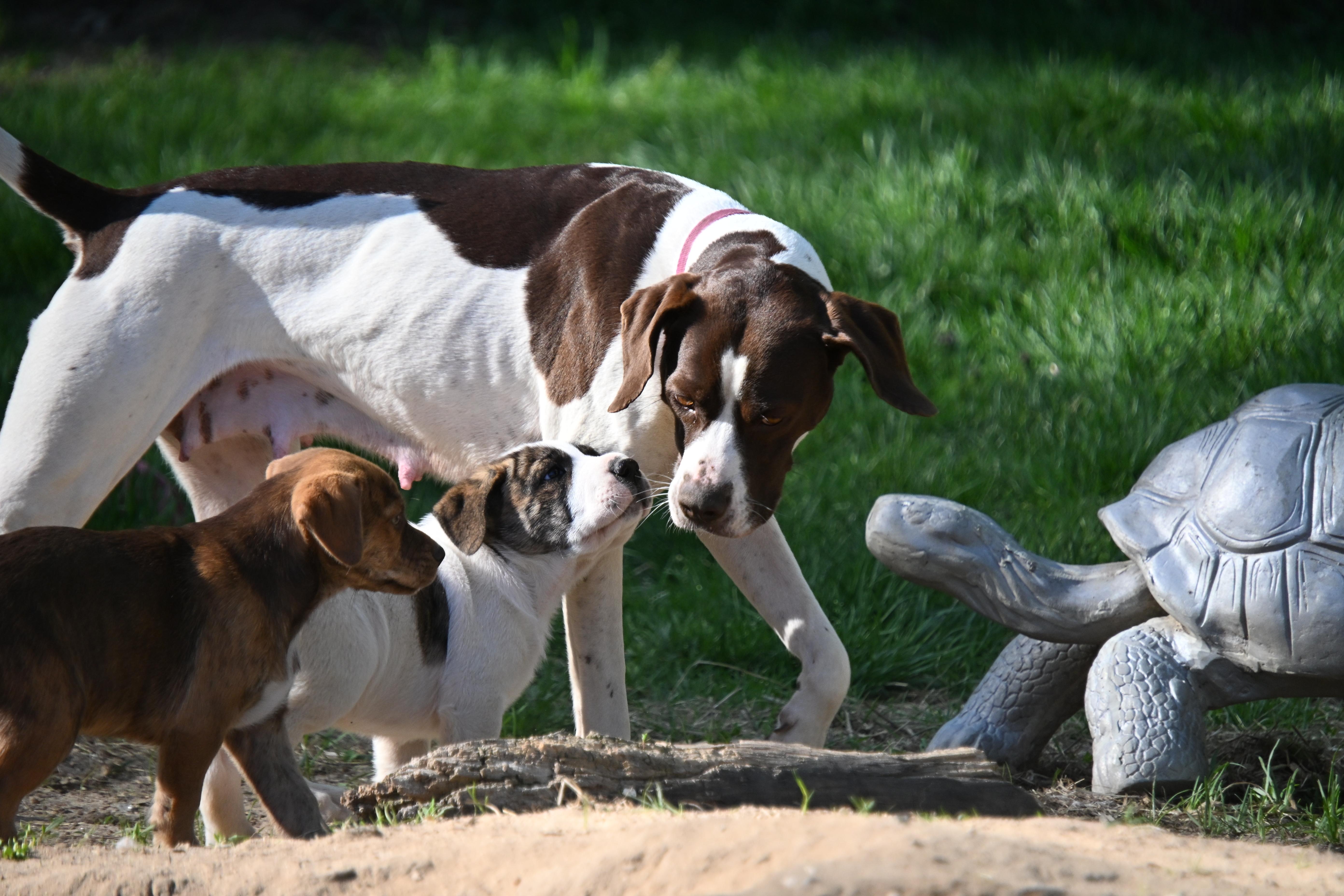An adult medium-sized female White / Cream English Pointer dog named Piper for adoption in South Bend, IN