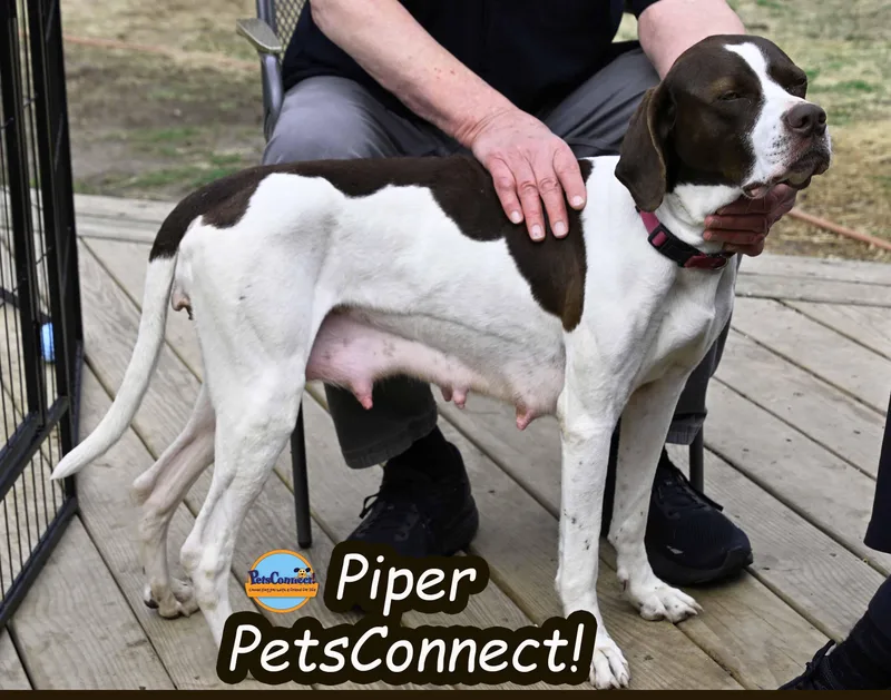 Piper thumbnail 5