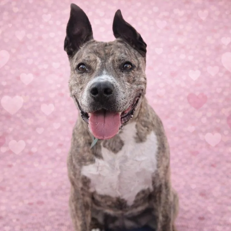 An adult medium-sized female Brindle Dutch Shepherd dog named Cali for adoption in Justin, TX