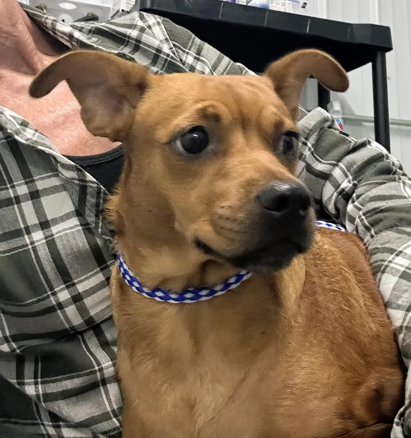 An adult small-sized female Golden Chiweenie dog named Maria for adoption in Scottsburg, IN