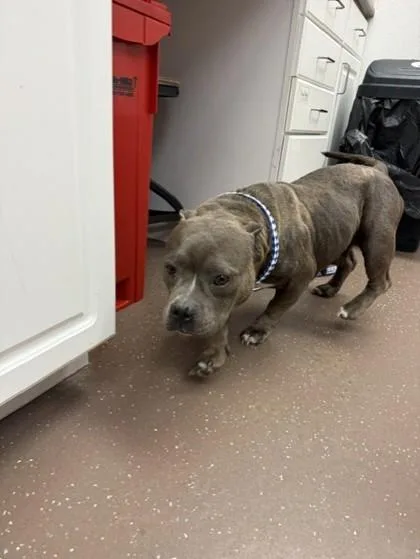 An adult large-sized female American Bulldog dog named Blue for adoption in South Bend, IN