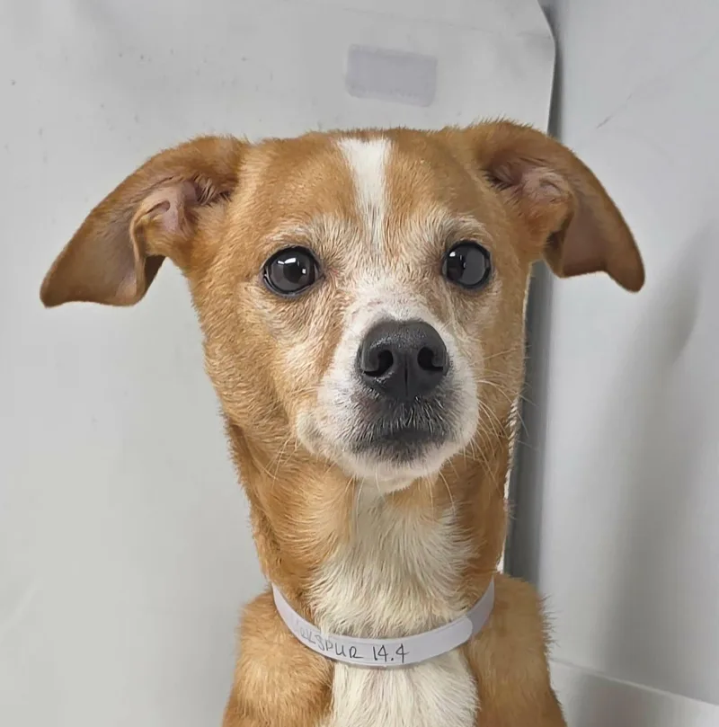 An adult small-sized male Brown / Chocolate Chiweenie dog named Larkspur for adoption in Newport, TN