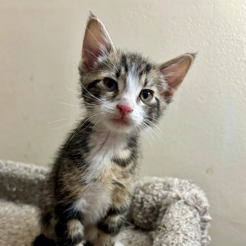 A baby small-sized male Brown / Chocolate Domestic Short Hair cat named Parker for adoption in Troy, IL