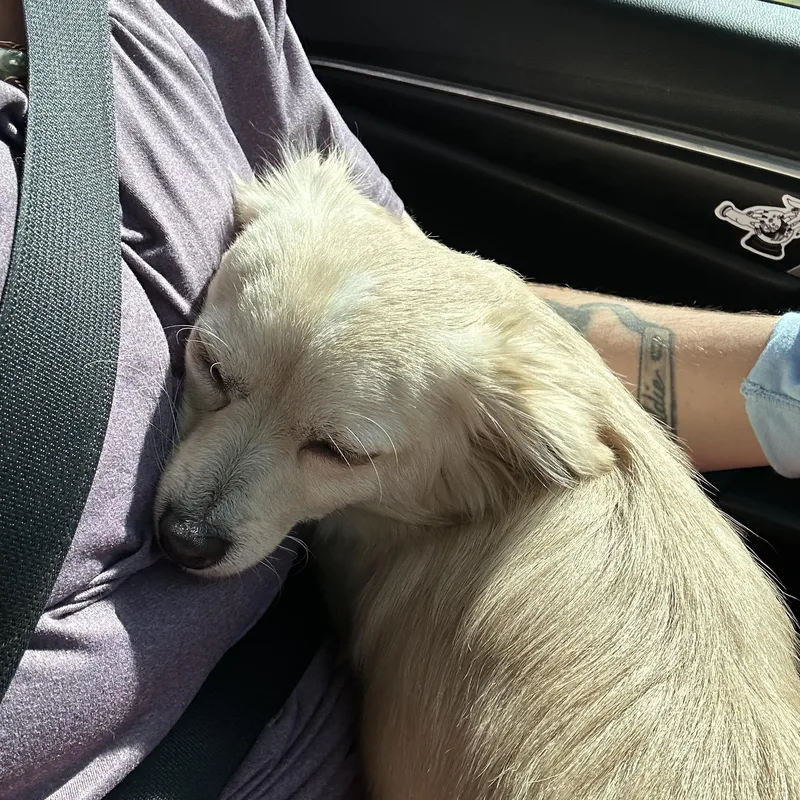 A young small-sized female Chihuahua dog named Jess for adoption in atlanta, GA