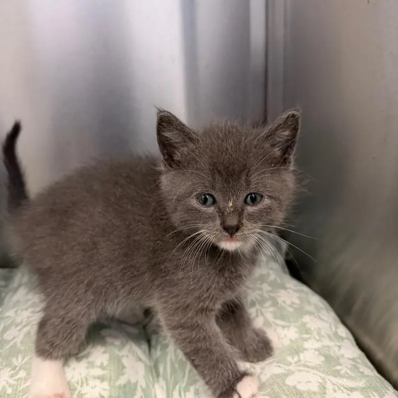 A baby small-sized male Gray / Blue / Silver Domestic Short Hair cat named Texas Pete for adoption in Martinsville, VA