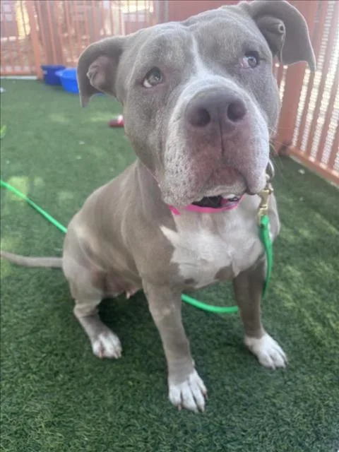 An adult large-sized female Pit Bull Terrier dog named Royalty for adoption in Las Vegas, NV