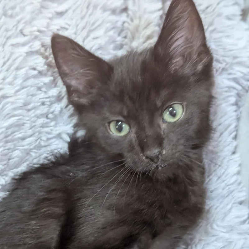 A baby small-sized male Domestic Short Hair cat named Draw for adoption in Portage, MI