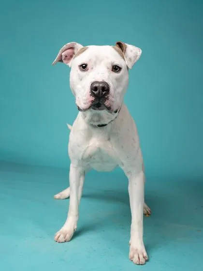 An adult large-sized male Mixed Breed dog named Junebug for adoption in Atlanta, GA