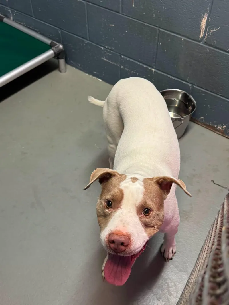 A young medium-sized female Pit Bull Terrier dog named Molly for adoption in Rowlett, TX