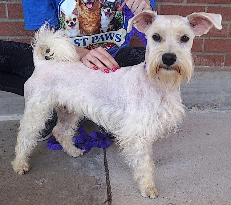 An adult small-sized male White / Cream Standard Schnauzer dog named Peter for adoption in Carrollton, TX