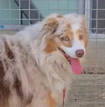 Cimarron thumbnail 2