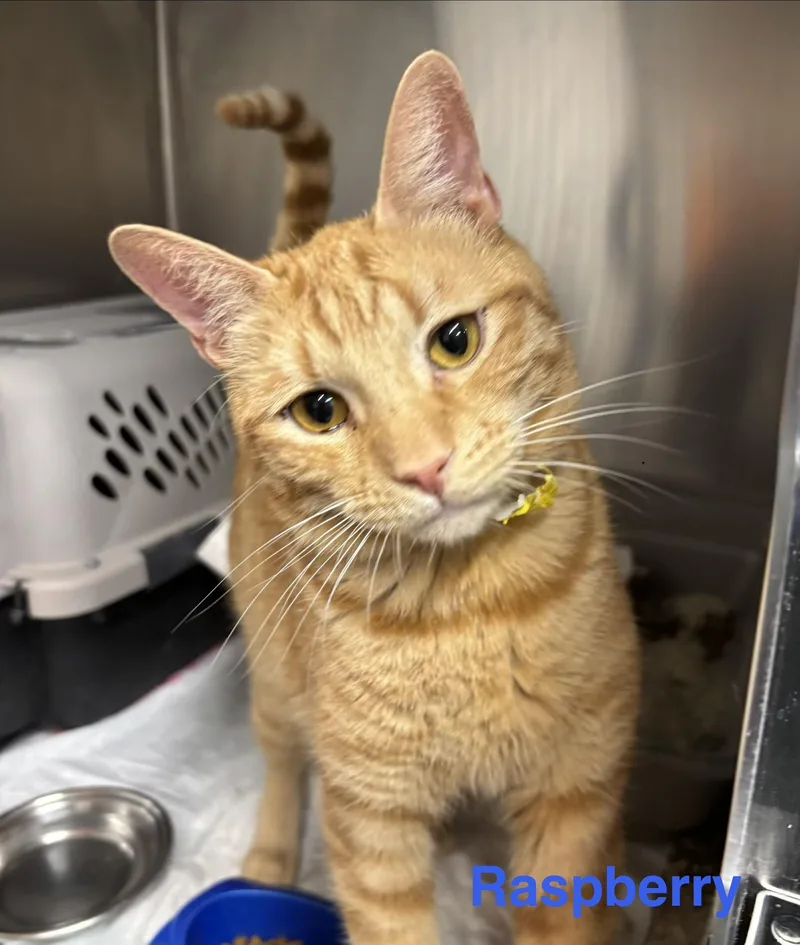 An adult medium-sized male Orange / Red Tabby cat named Raspberry for adoption in Las Vegas, NV