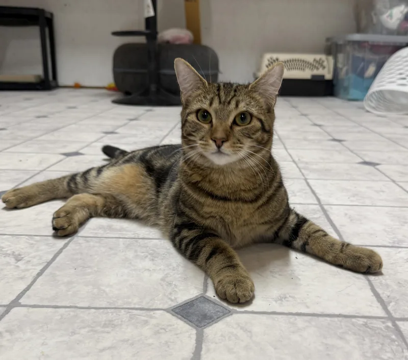 A baby medium-sized male Domestic Short Hair cat named Lars for adoption in Talbott, TN