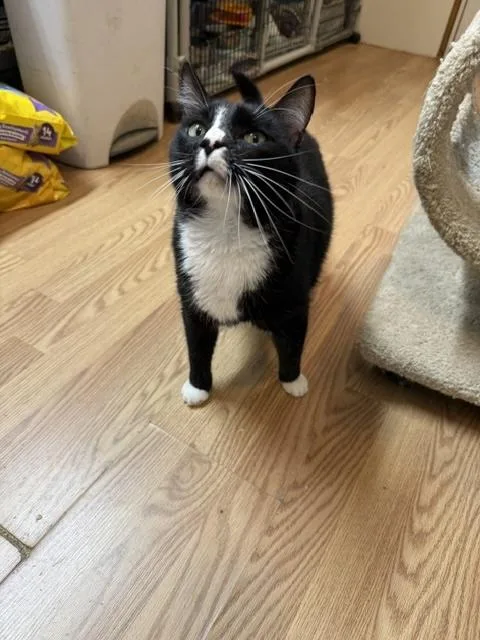 An adult large-sized male Black & White / Tuxedo Domestic Short Hair cat named Sunoco for adoption in Millerstown, PA