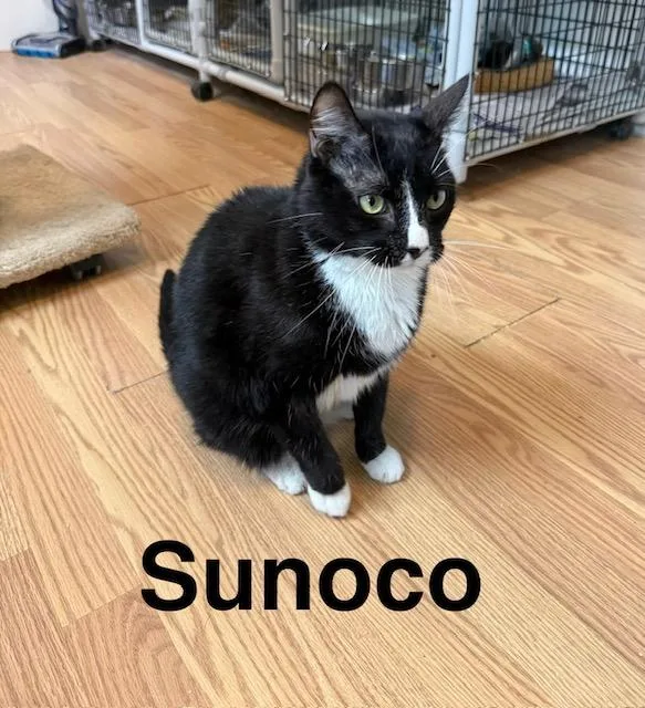 Sunoco thumbnail 5