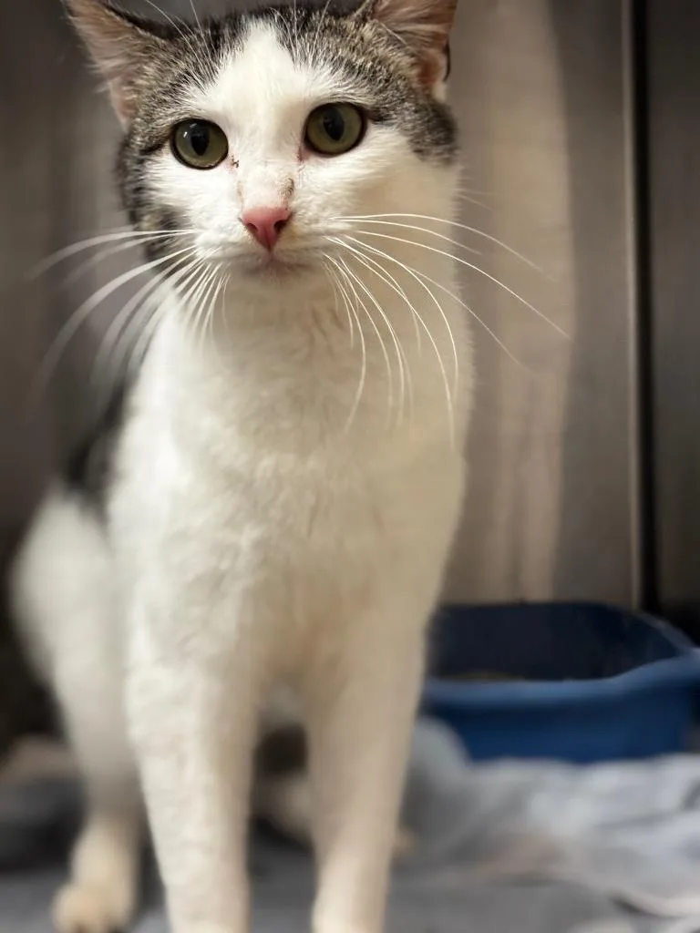 A young large-sized male Domestic Short Hair cat named Matildo for adoption in Lima, OH