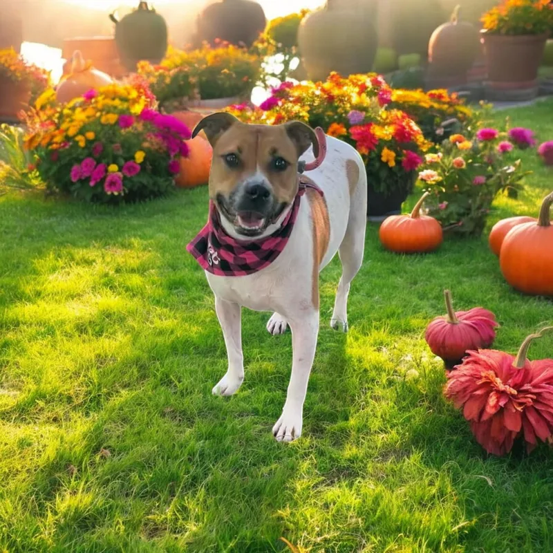 An adult medium-sized female Pit Bull Terrier dog named Anelle for adoption in Fort Worth, TX