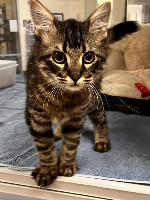 A baby medium-sized male Domestic Medium Hair cat named Scrambles for adoption in Stratham, NH