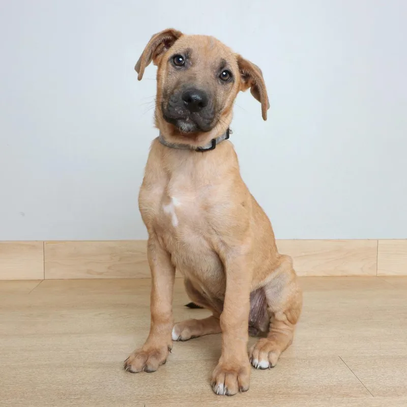 A baby large-sized female Pit Bull Terrier dog named Zelda D for adoption in Minnetonka, MN