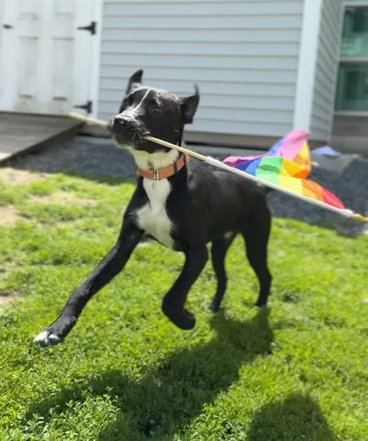 A young medium-sized male Labrador Retriever dog named Gumbo for adoption in Boston, MA