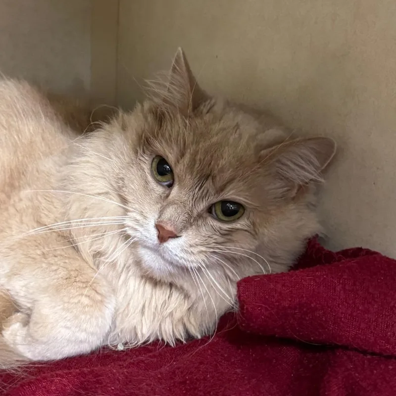 An adult medium-sized female Domestic Long Hair cat named Kya for adoption in Battle Creek, MI