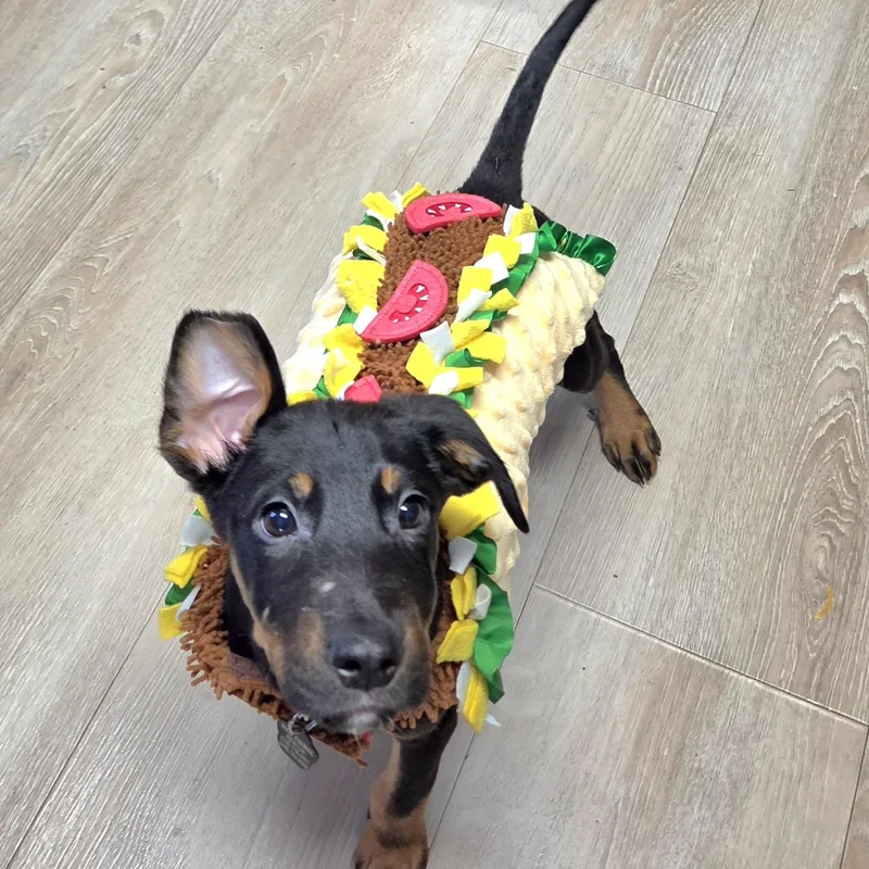 A baby large-sized male Black German Shepherd Dog dog named Burrito for adoption in Wyandotte, MI
