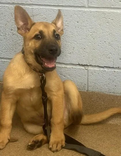A baby medium-sized male Mixed Breed dog named Elio for adoption in Chamblee, GA