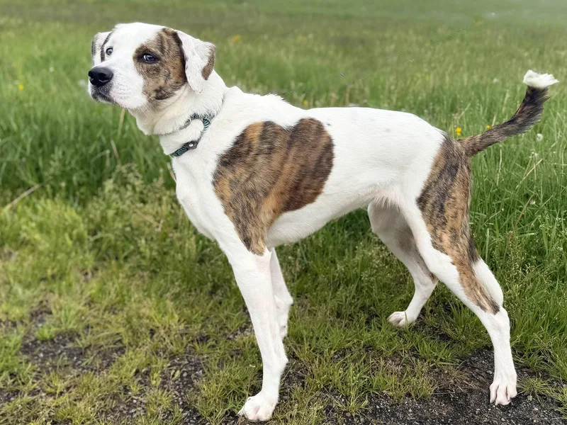 An adult medium-sized female White / Cream Hound dog named Bailey for adoption in Ashland, OH