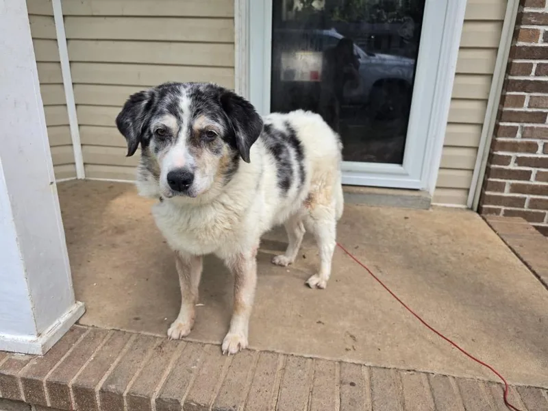A senior medium-sized female Australian Shepherd dog named Jude for adoption in Clarksville, TN
