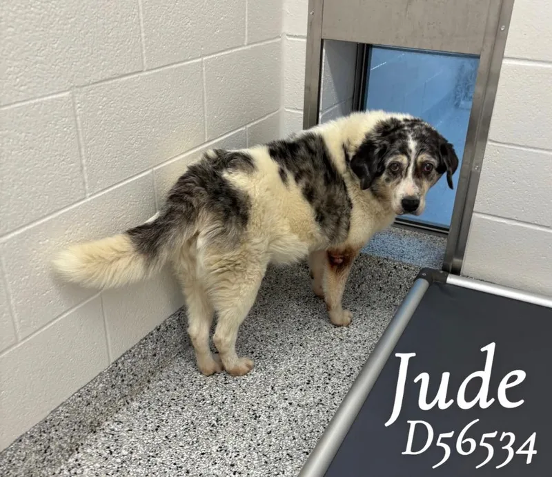 Jude thumbnail 2