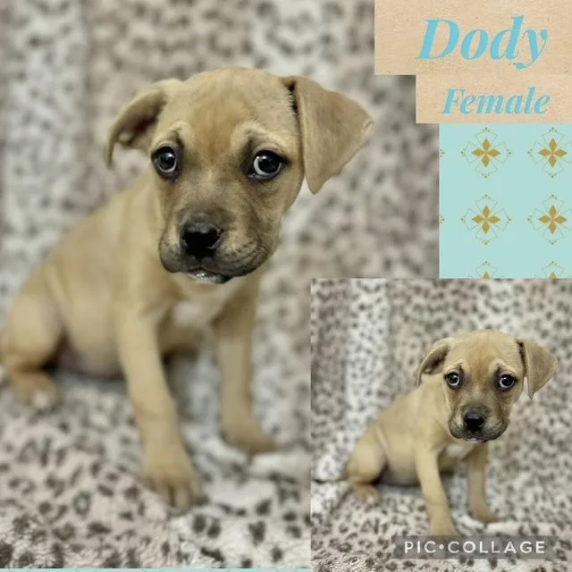 A baby medium-sized female Boxer dog named Dody for adoption in Manchester, CT