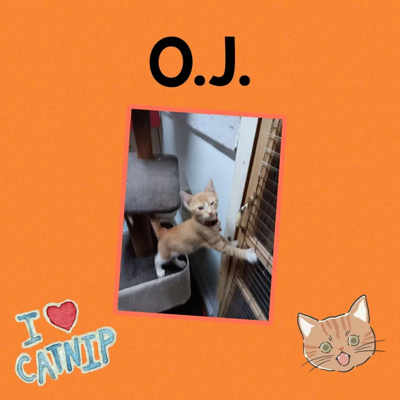 A baby small-sized male Orange / Red Domestic Medium Hair cat named O.j. for adoption in Monticello, IN