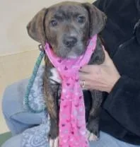 A baby medium-sized female Mixed Breed dog named Pickle Ricki for adoption in West Chester, PA