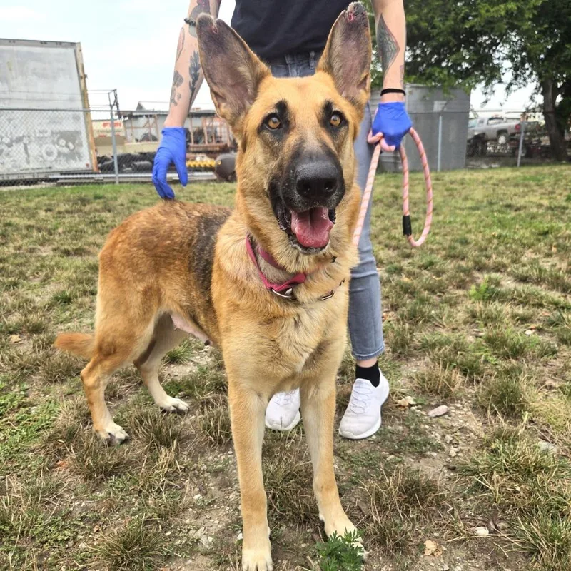 An adult large-sized female Sable German Shepherd Dog dog named Katrina for adoption in Champaign, IL