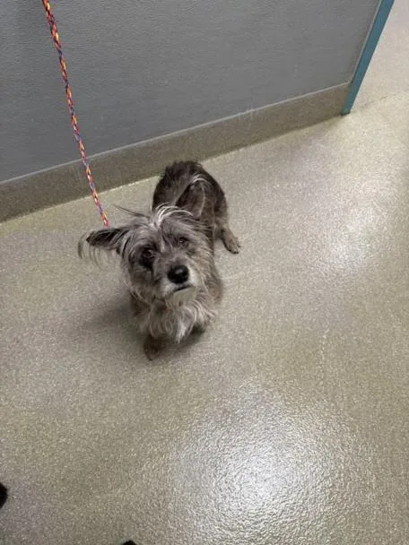 An adult small-sized female Cairn Terrier dog named Lunette for adoption in Las Vegas, NV