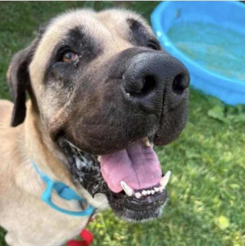 An adult extra large-sized male Mastiff dog named Duke for adoption in Syracuse, NY