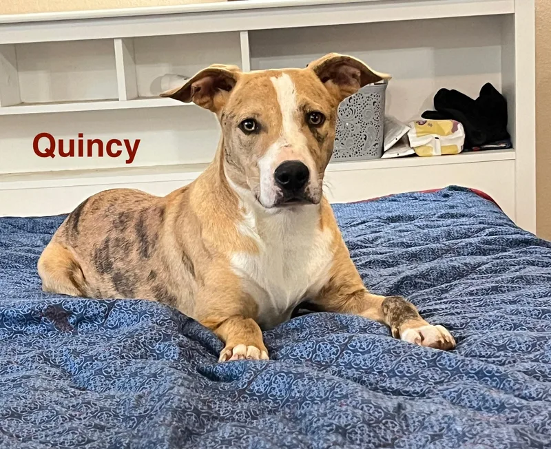 A young medium-sized male Catahoula Leopard Dog dog named Quincy for adoption in Texarkana, TX