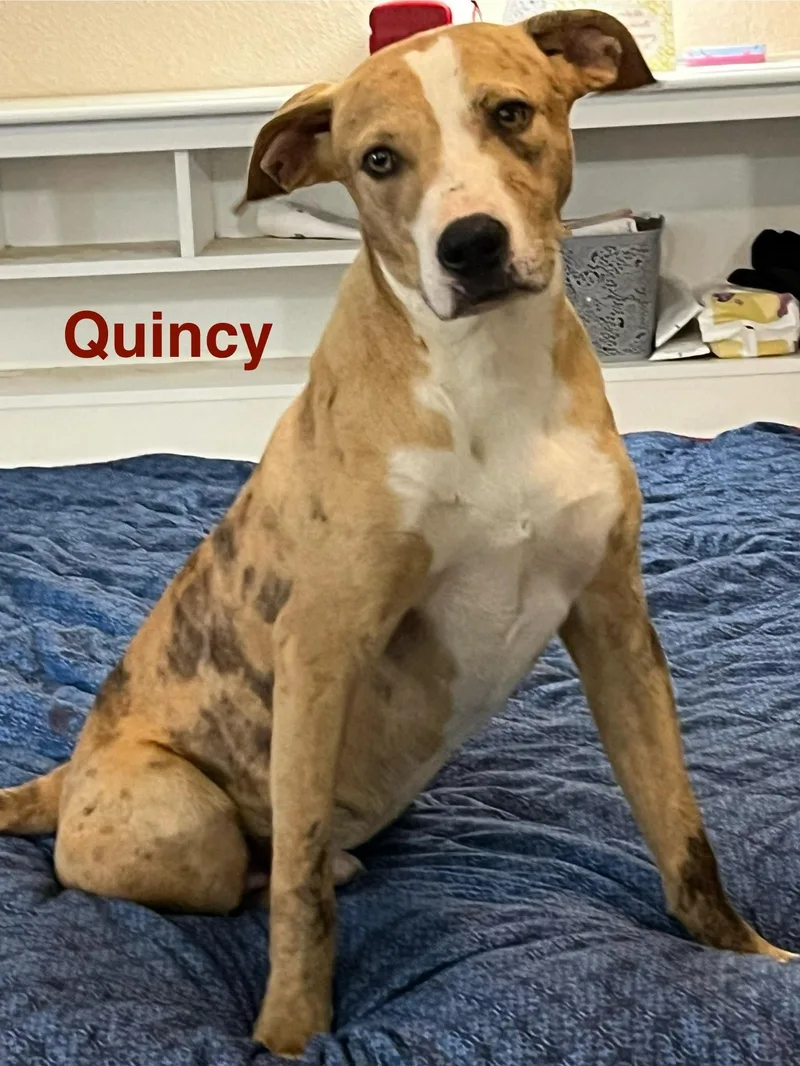 Quincy thumbnail 3