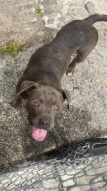 An adult medium-sized female American Staffordshire Terrier dog named Padme Amidala for adoption in San Antonio, TX