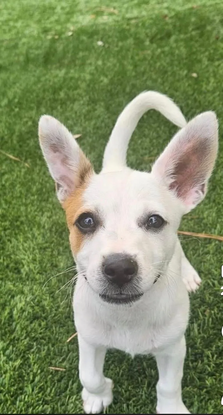 A baby small-sized male White / Cream Chihuahua dog named Jack for adoption in Ruskin, FL