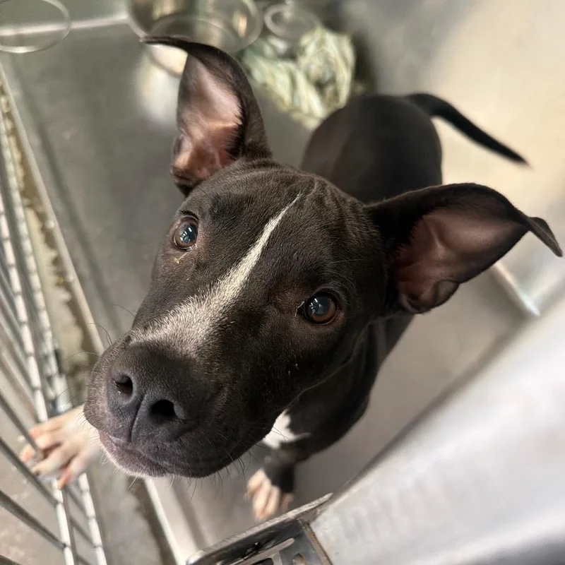 A baby medium-sized female Black Mixed Breed dog named Glimmora for adoption in Columbus, GA