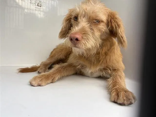 An adult small-sized male German Shorthaired Pointer dog named A for adoption in Houston, TX
