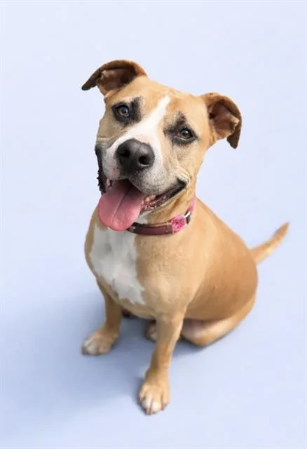 An adult medium-sized male Mixed Breed dog named Teddy for adoption in Jacksonville, FL